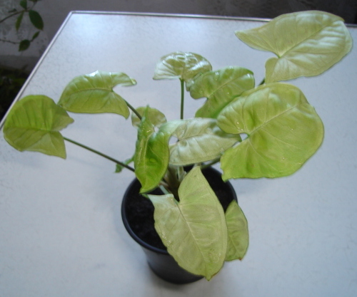 DSC01525.JPG