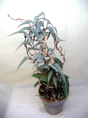 cissus6.jpg