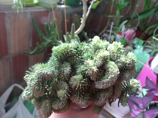 GEDC5036.JPG