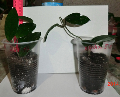 CIMG3046.JPG