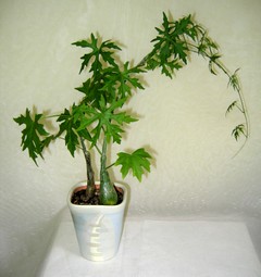Cissus tuberosa 1.jpg