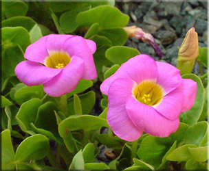 oxalis_depressa.jpg
