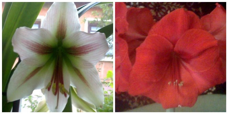 PicMonkey Collage.jpg