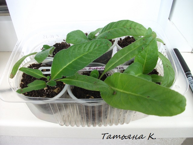 DSCF3953.JPG