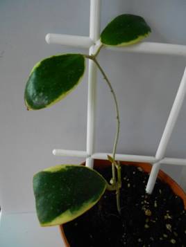 Verticillata Albomarginata 002.jpg