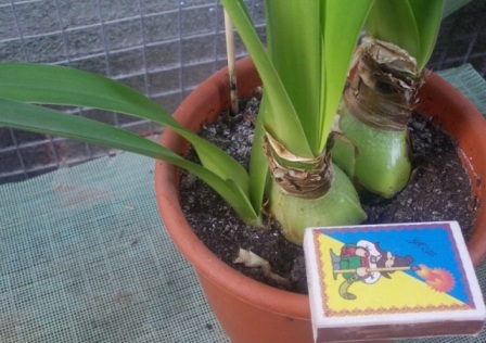 DSCN6029.JPG
