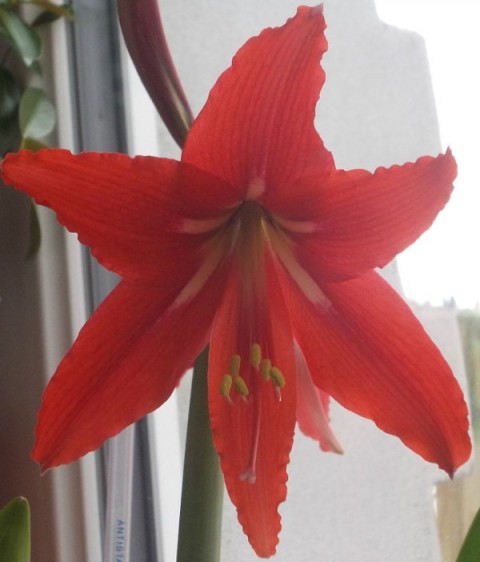 Hippeastrum x johnsonii (H. reginae x H. vittatum).jpeg