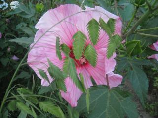 IMG_2886.jpg