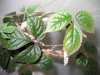 Cissus adenopoda 7.jpg