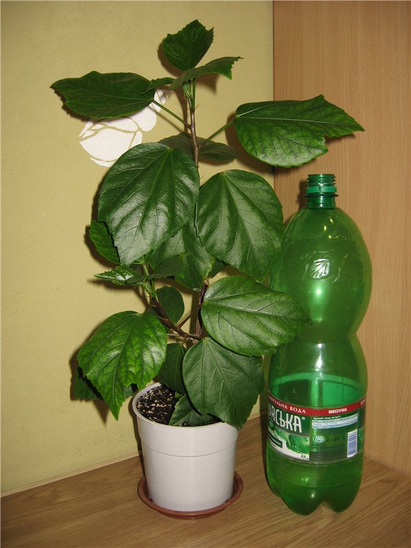 кён.jpg