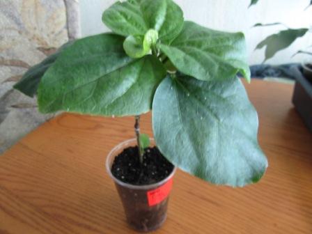 IMG_2553.jpg