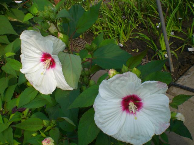 CIMG0016.JPG