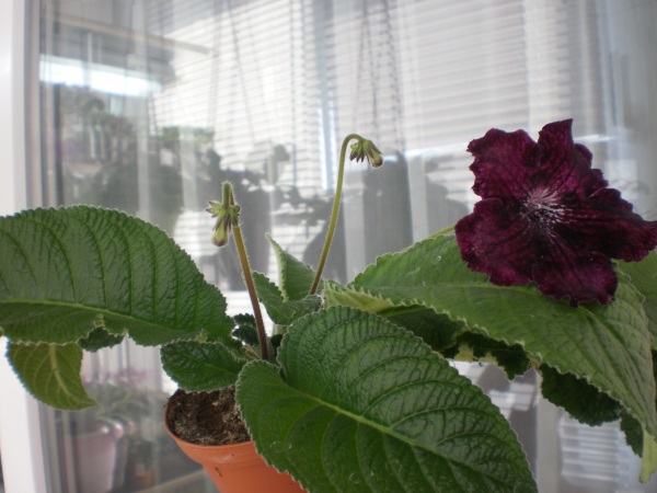 P6170316.JPG