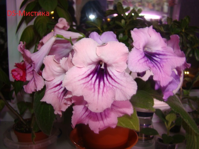 DSC04235.JPG