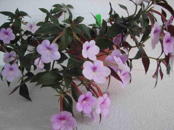 ахименес Peach  Blossom.2.jpg