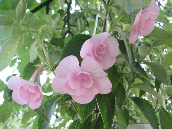 ахименес  'Double Pink Rose'.jpg