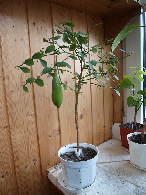 P301609-0.jpg