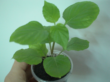 DSC01355а.jpg