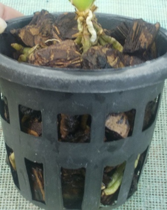 DSCN6026.JPG