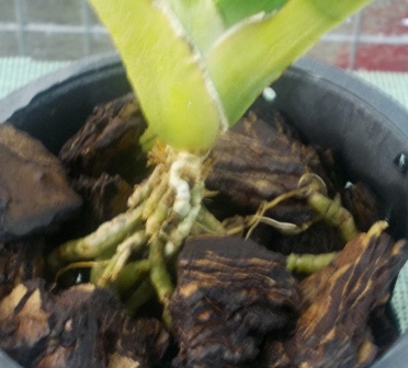 DSCN6025.JPG