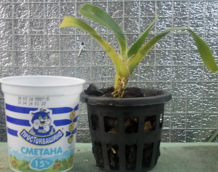 DSCN6023.JPG