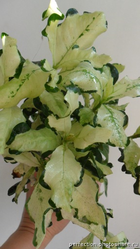 gardenia angusta variegated 900.jpg
