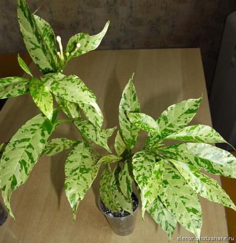 Tabernaemontana pandacaqui variegata.jpg