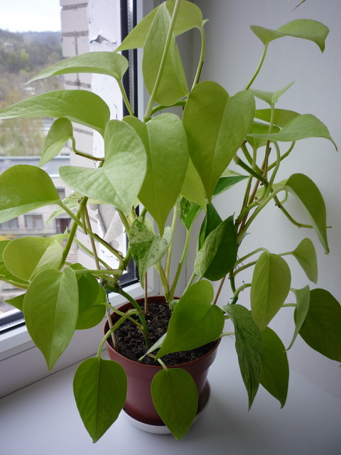 P1050110.JPG
