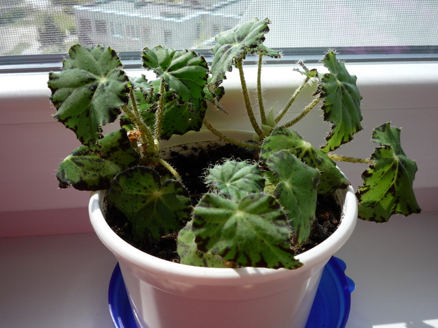 P1050185.JPG