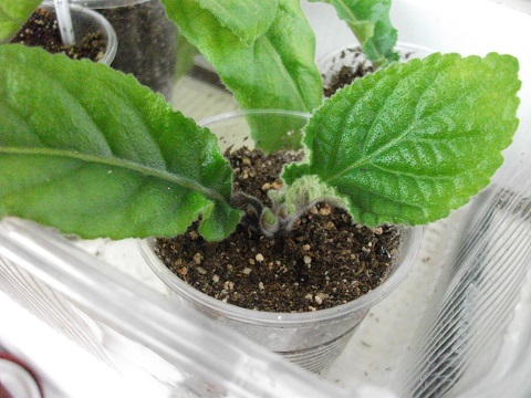 DSCF4054.JPG