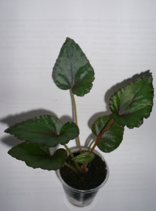 PIC_0009.JPG