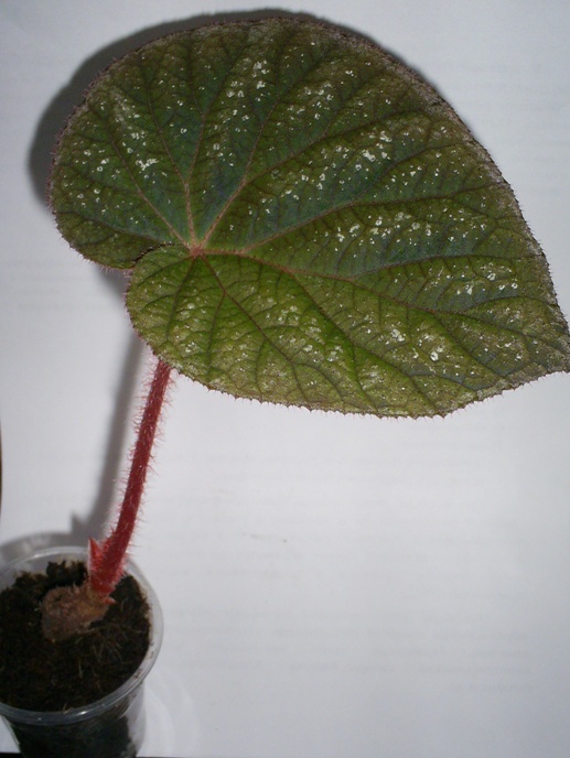 PIC_0003.JPG