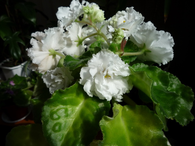 P1050128.JPG