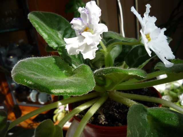 P1050135.JPG