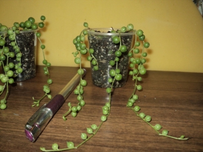DSC08887.JPG