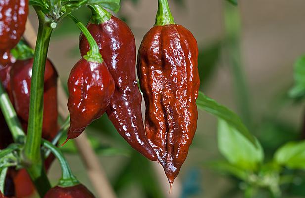 Bhut Jolokia.jpg