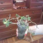 IMG_20140424_194609.jpg