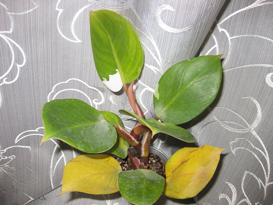 Филодендрон Coco round leaves_.jpg