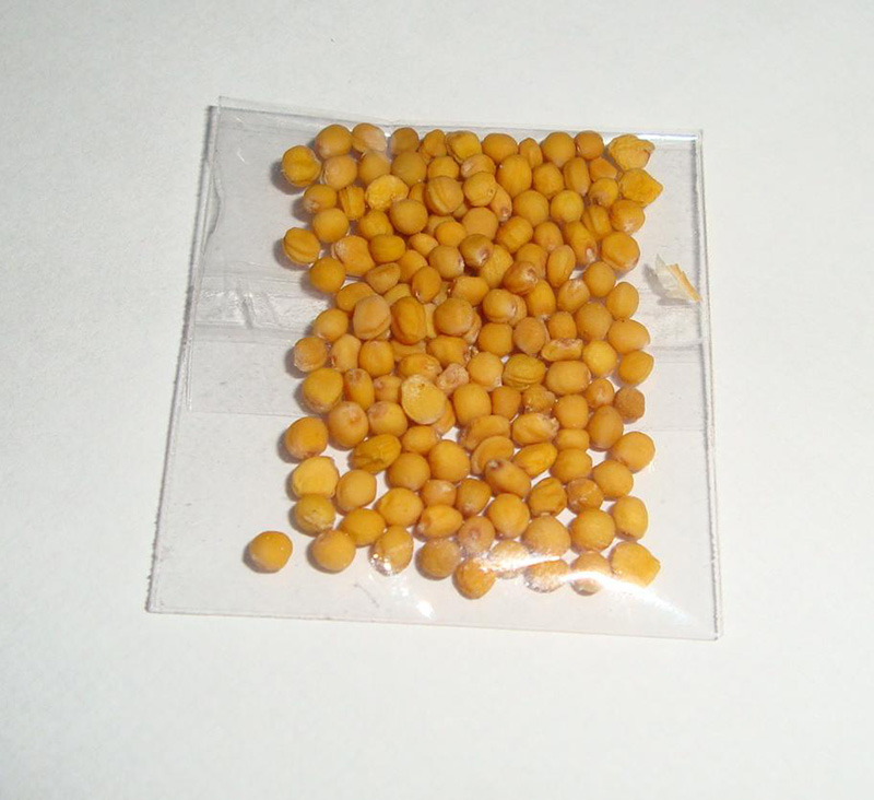 семена горчицы.jpg