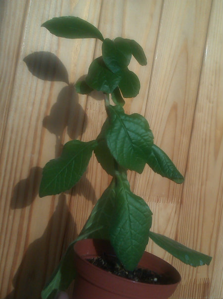 IMAG0800.jpg