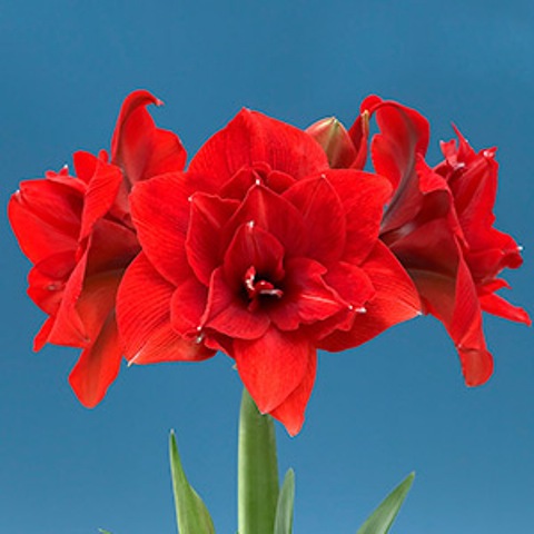 Red Nymph.jpg