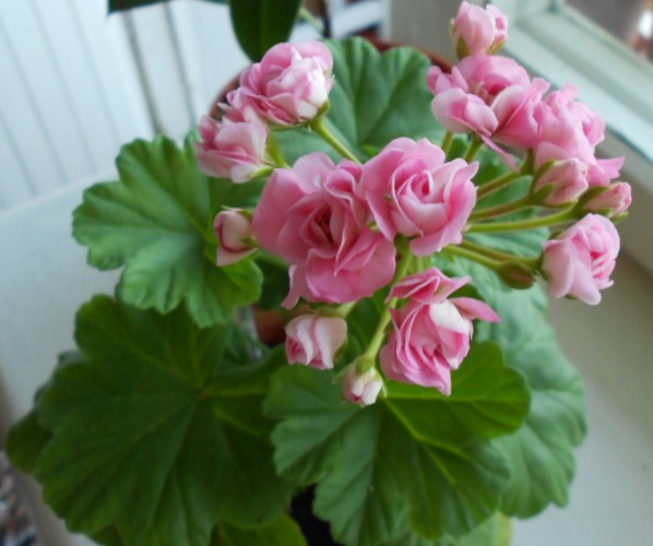Australien Pink Rosebude цветение.JPG