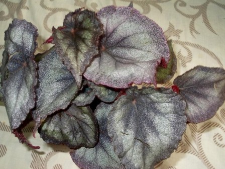 Копия DSCN6139.JPG