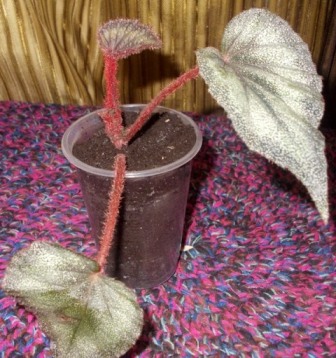 DSCN6157.JPG