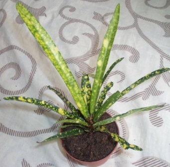DSCN6148.JPG