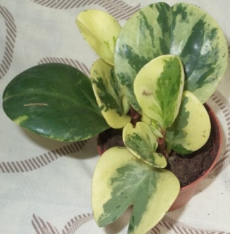 DSCN6146.JPG
