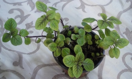 DSCN6160.JPG
