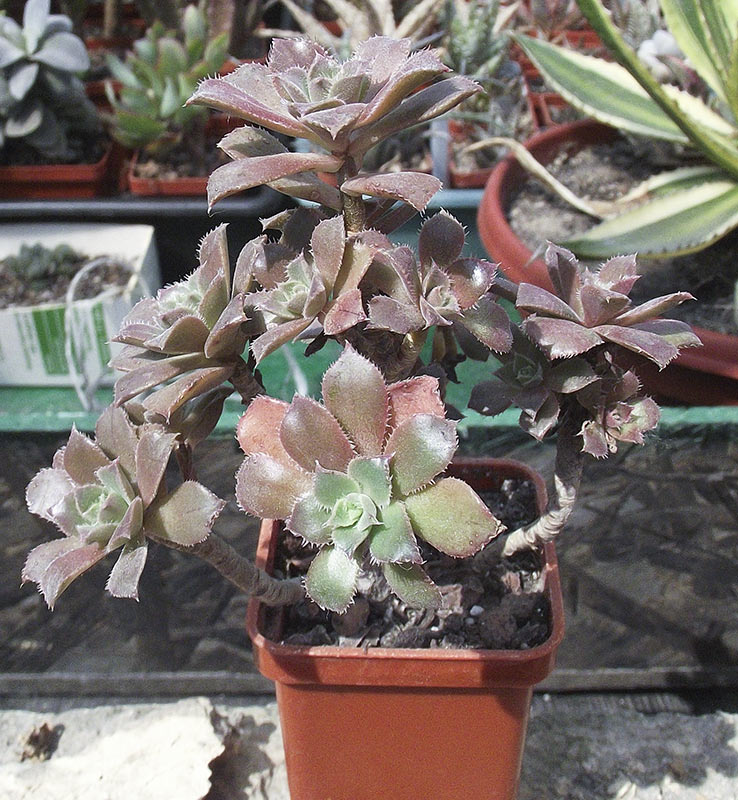 aeonium.jpg