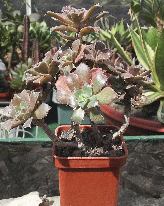 aeonium1.jpg