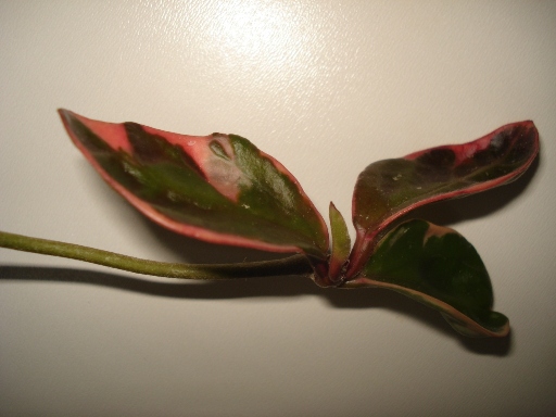 DSC00160.JPG